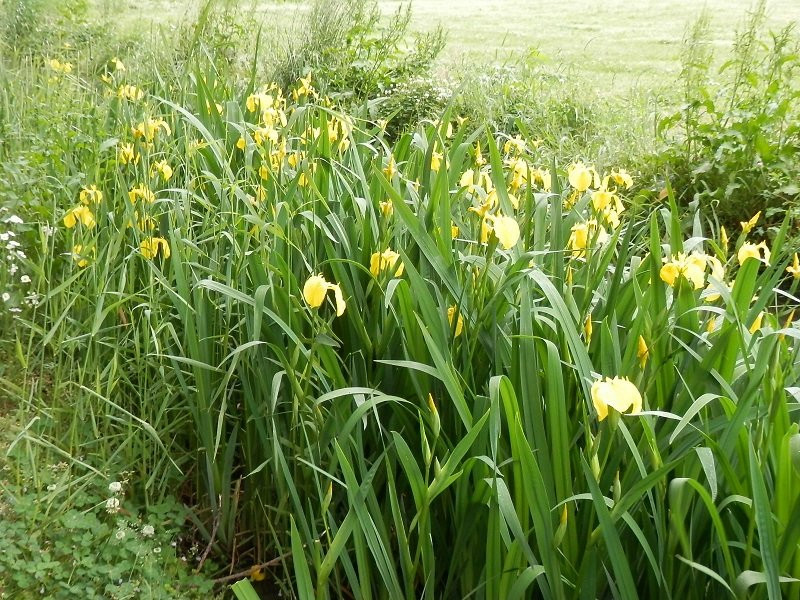Kinu Green Park-高根泽町必去景点