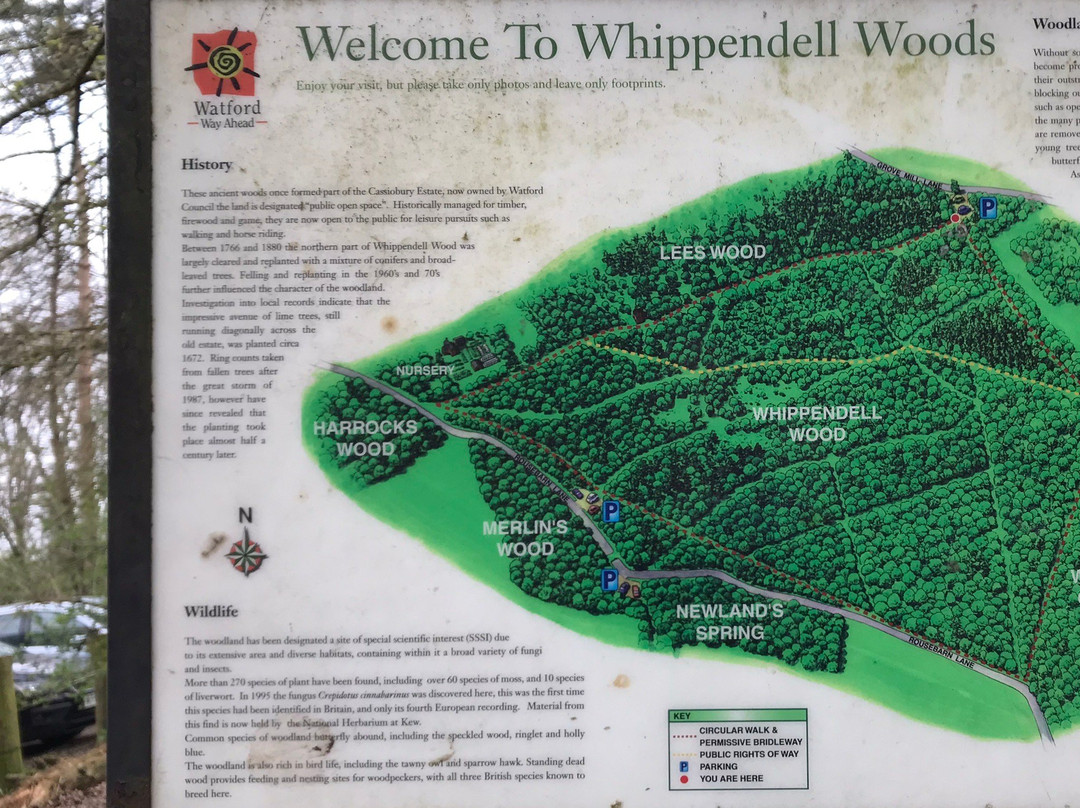 Whippendell Wood景点图片