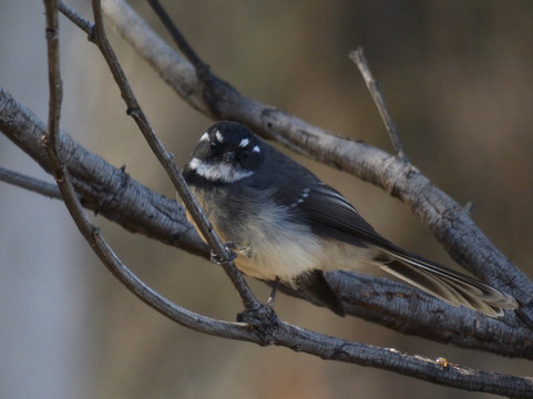 Clarence Foreshore Trail-Clarence必去景点