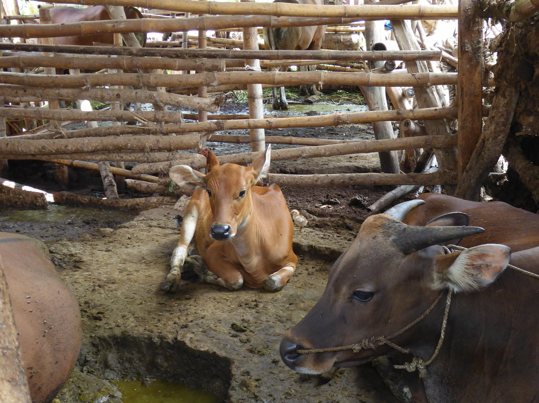 Sasak Village-Praya必去景点