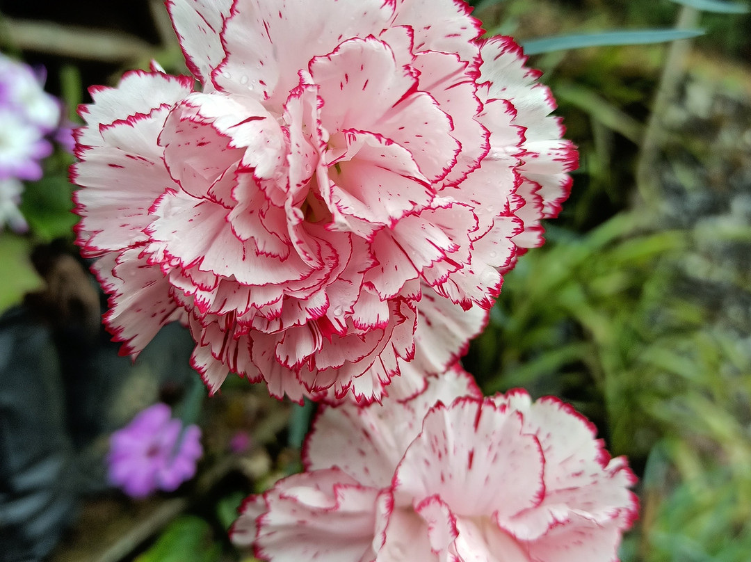 Lovely Homestay Rishyap主图