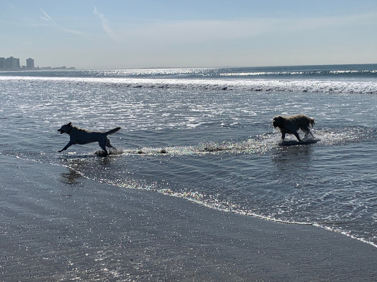 Coronado Dog Beach-科罗纳多必去景点