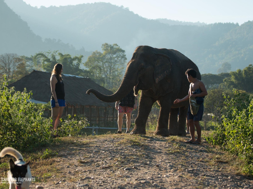 Care for Elephants-清迈必去景点