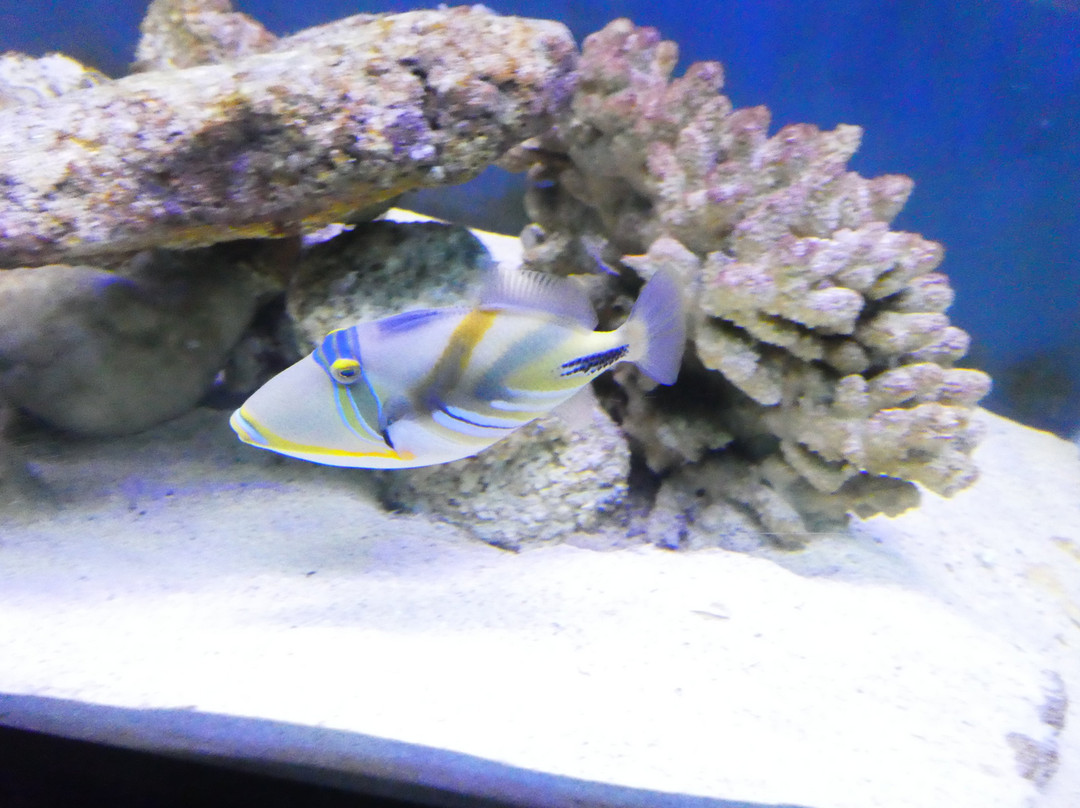 Discover Marine and Wildlife Eco Centre-阿罗朗吉必去景点