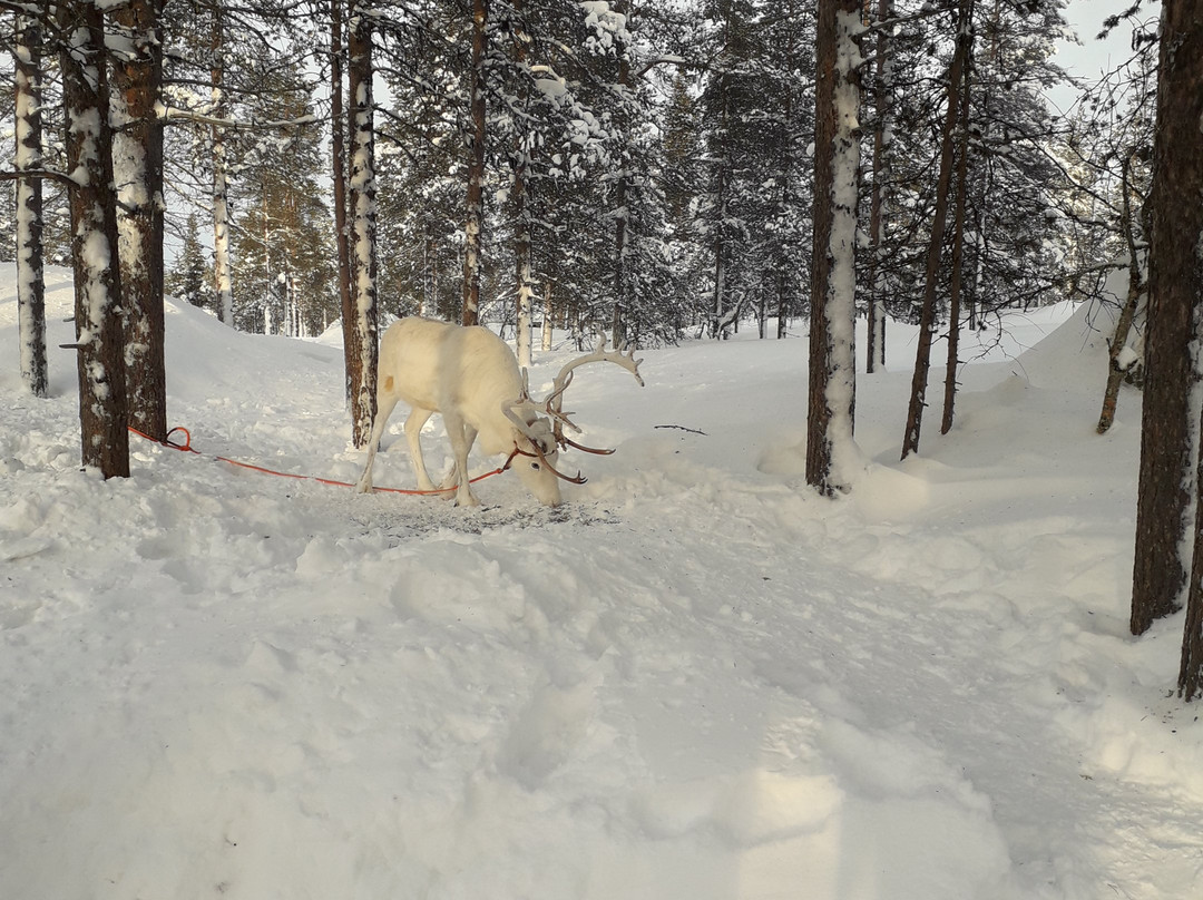 Saariselka Reindeer Farm-撒利塞卡必去景点