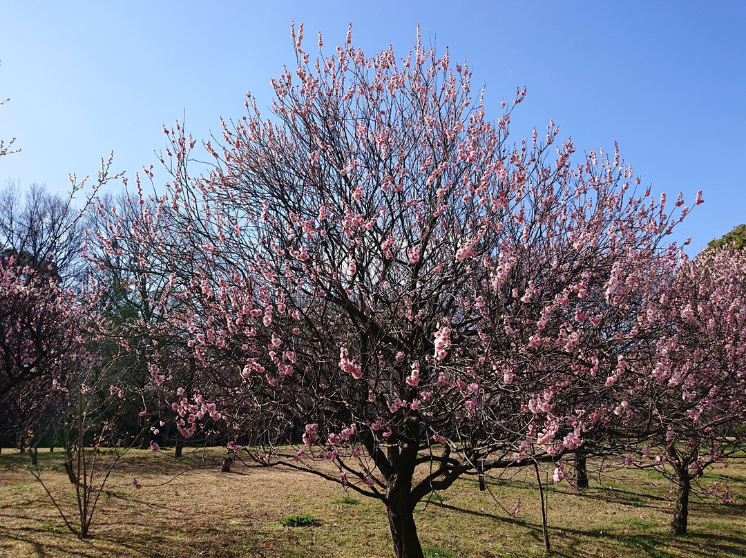 Kozen Park-坂井市必去景点