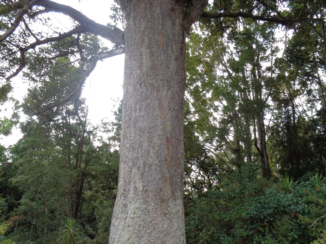 Parry Kauri Park-瓦卡沃夫必去景点