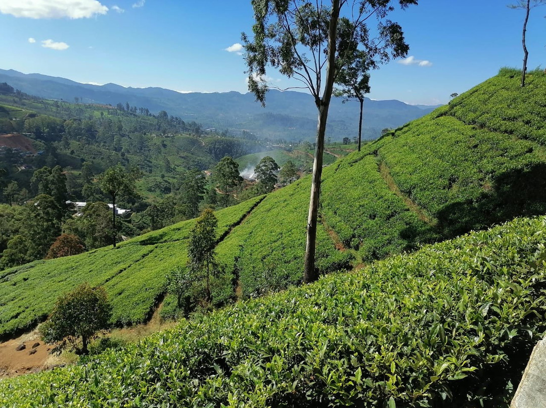努瓦拉埃利亚巿及茶乡景点图片