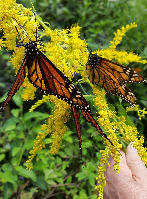 West Lynn Garden-New Lynn必去景点