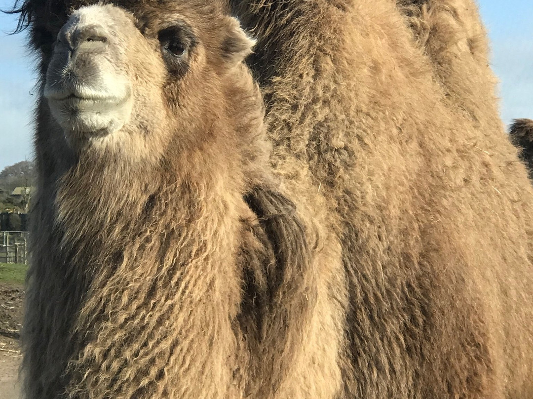 West Midlands Safari Park-Bewdley必去景点