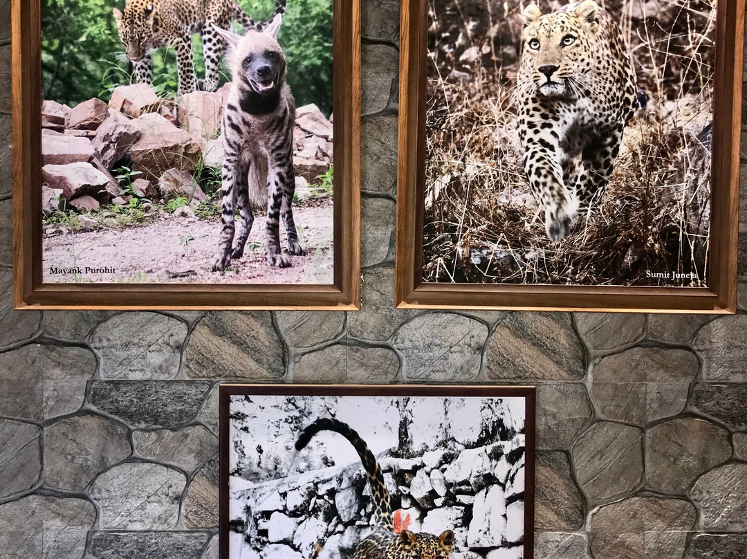 Jhalana Leopard Safari-斋蒲尔必去景点