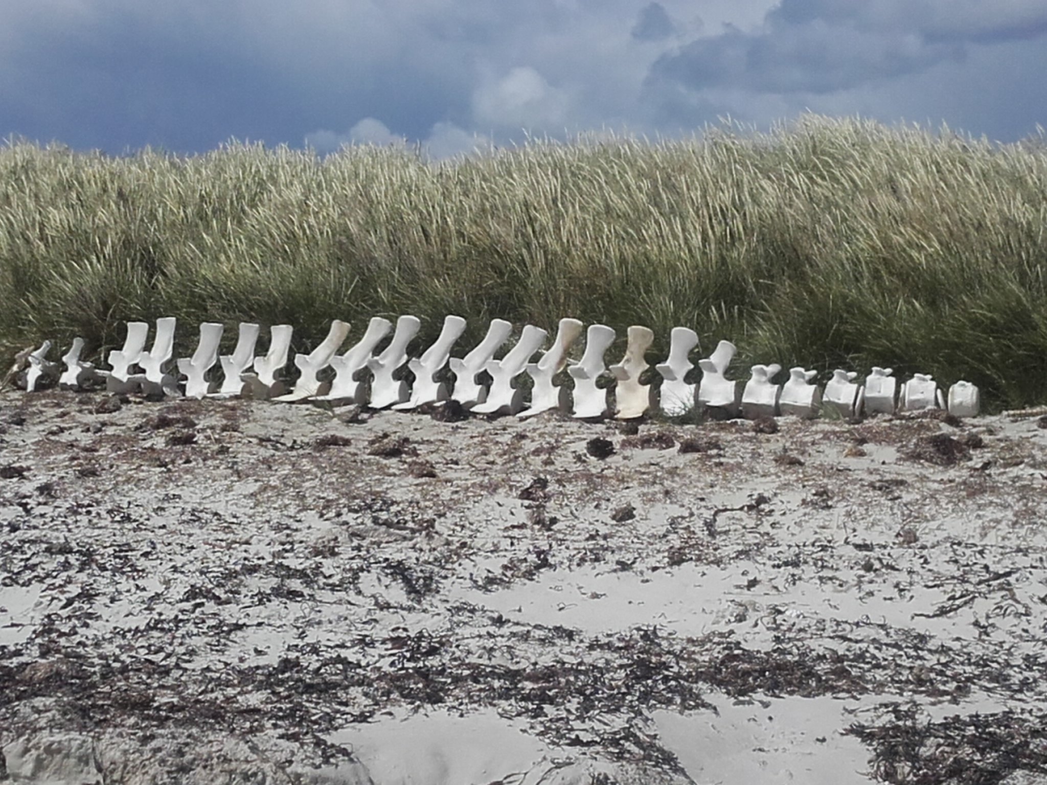 Pebble Island Lodge-泳池