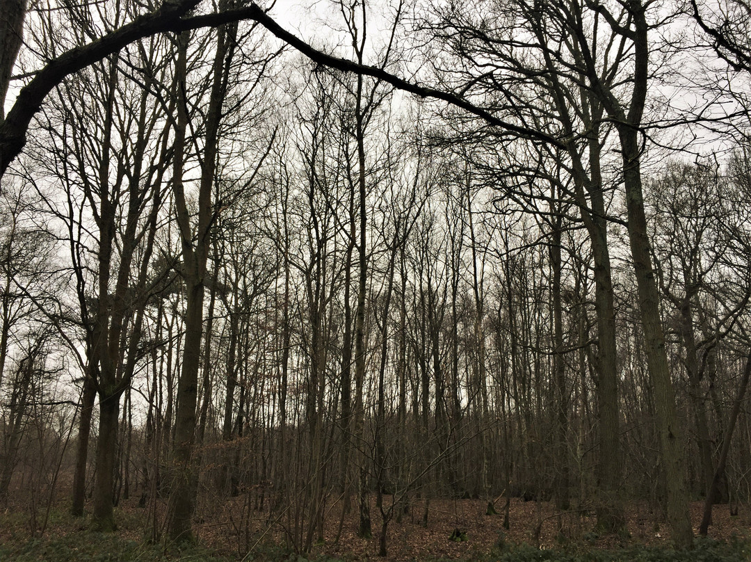Orlestone Forest Nature Reserve