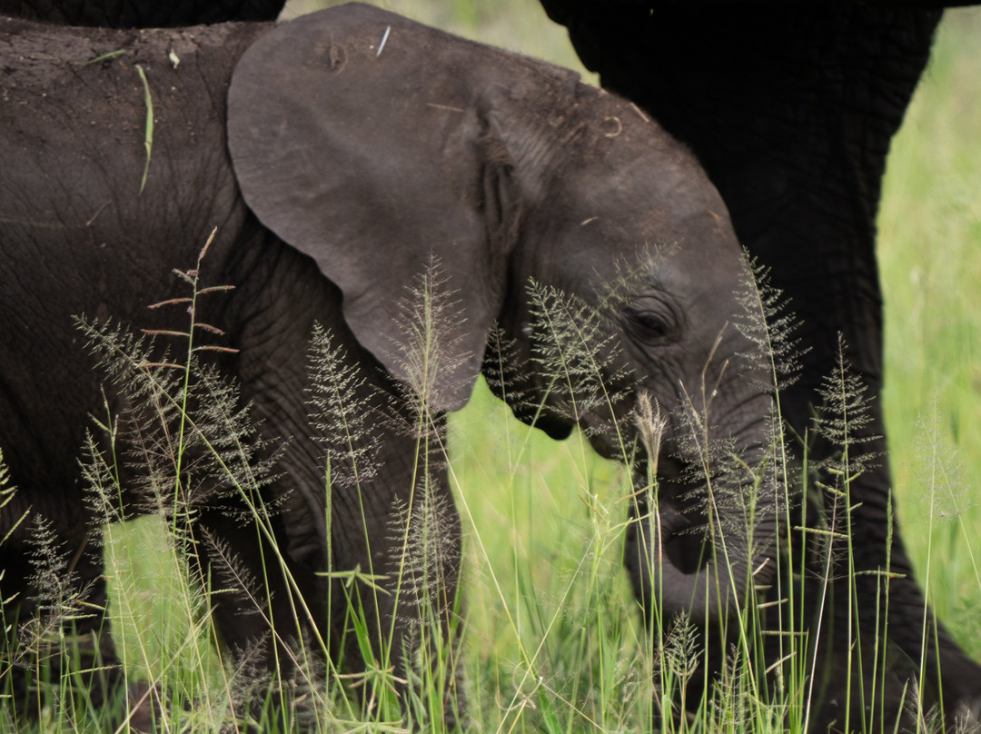 Matriarch Hill Safari-莫西必去景点