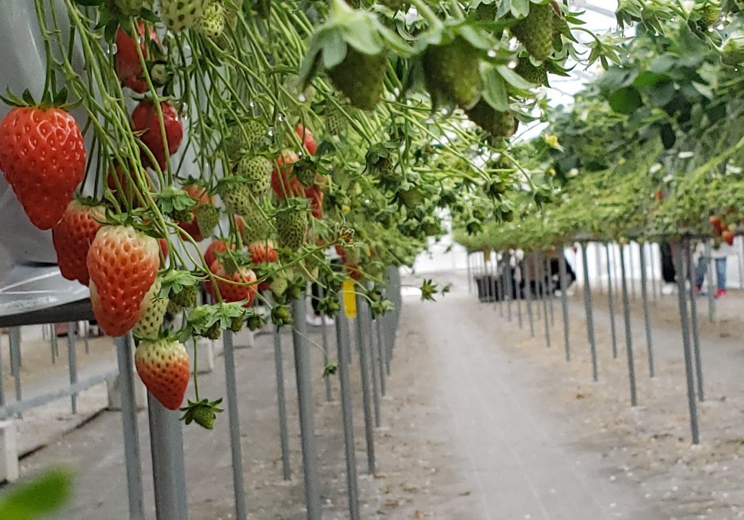 Sawada Farm-半田市必去景点