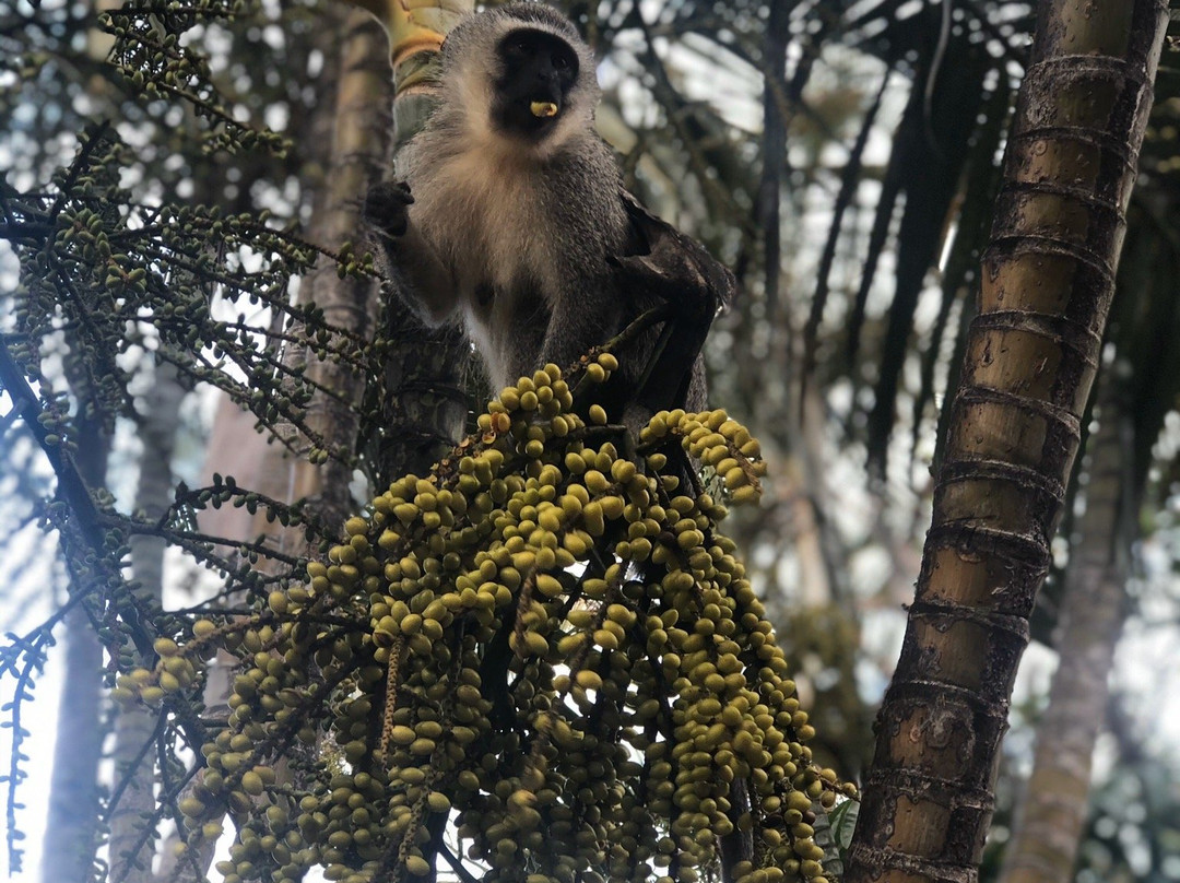 The Elephants Tusk主图