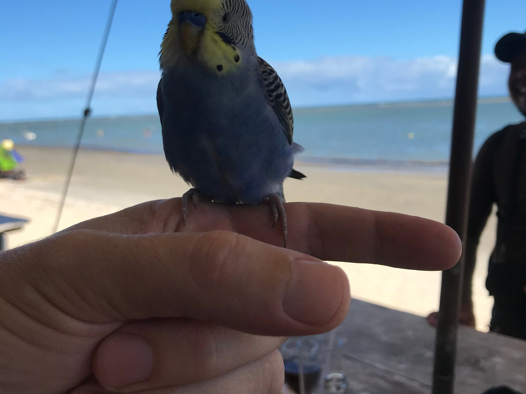 Praia de Coroa Vermelha景点图片
