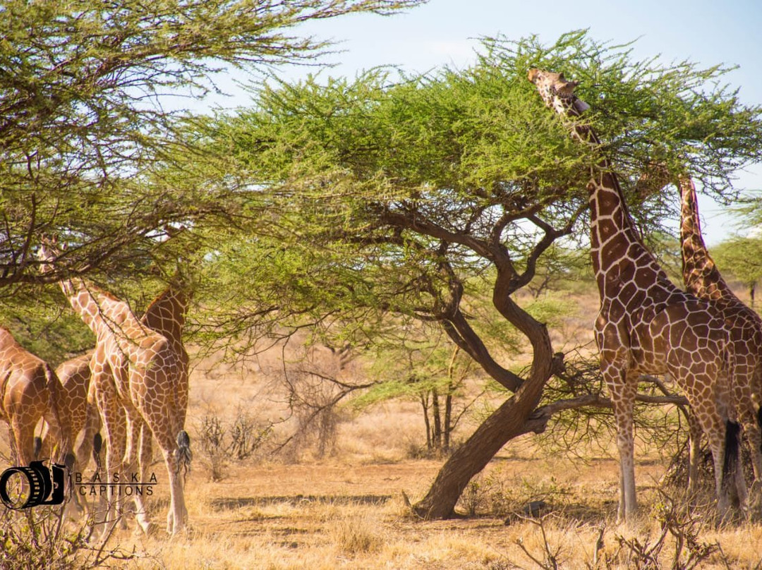 Samburu National Reserve景点图片