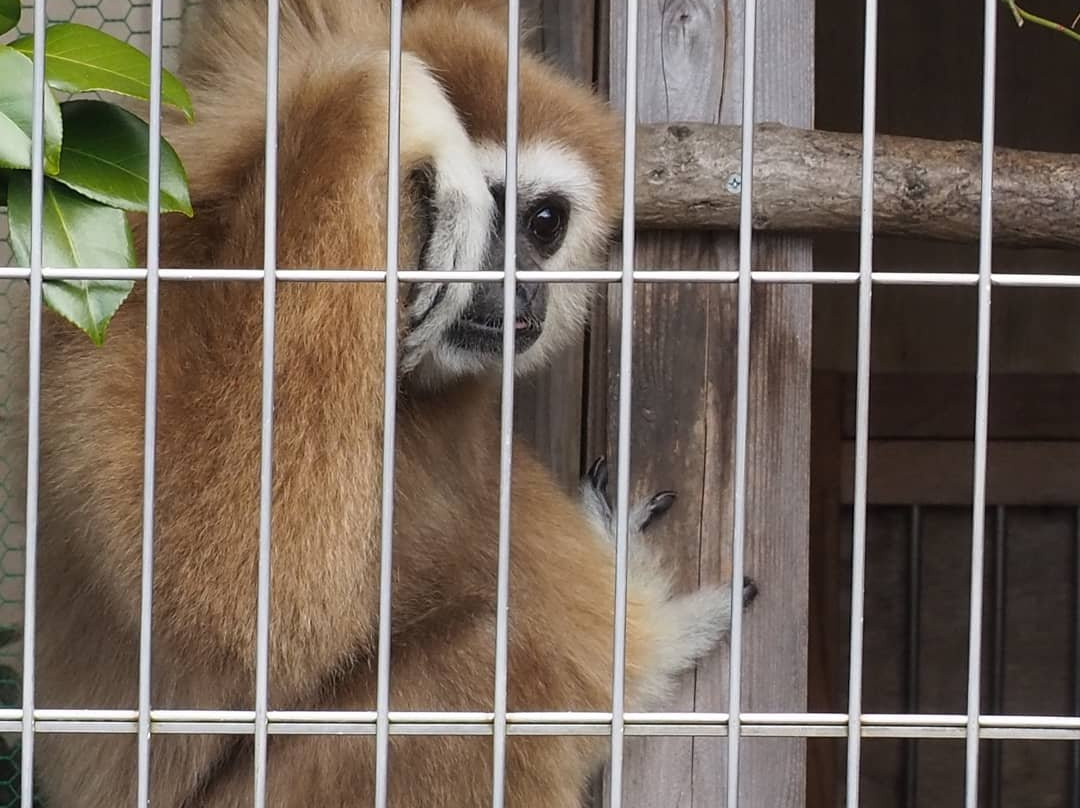 Japan Monkey Centre: Museum and Zoo for Nonhuman Primates-犬山市必去景点