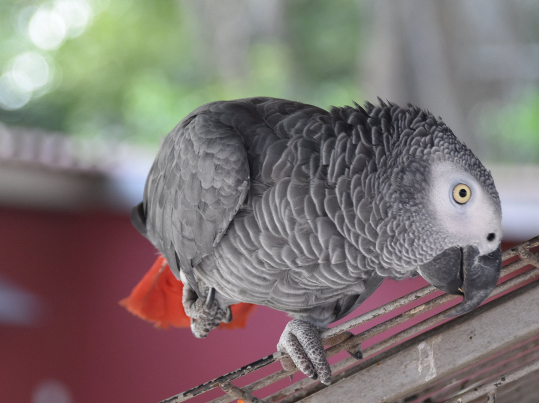 Coconut Grove Lodge主图