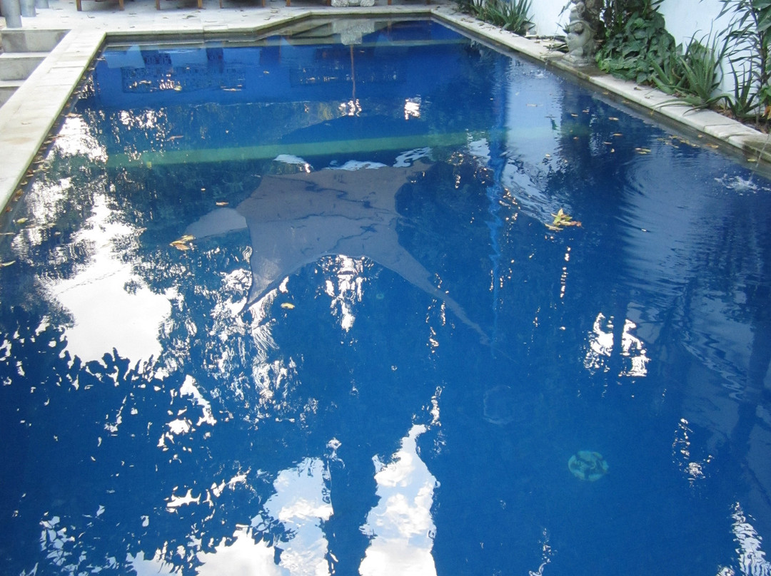 Dive Timor Lorosae景点图片