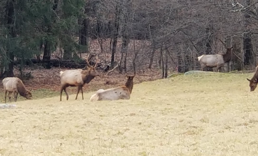 Elk Country Visitor Center景点图片