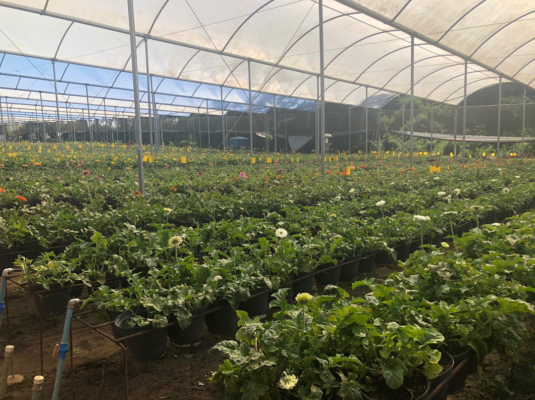 Reijers Produção de Rosas-Sao Benedito必去景点