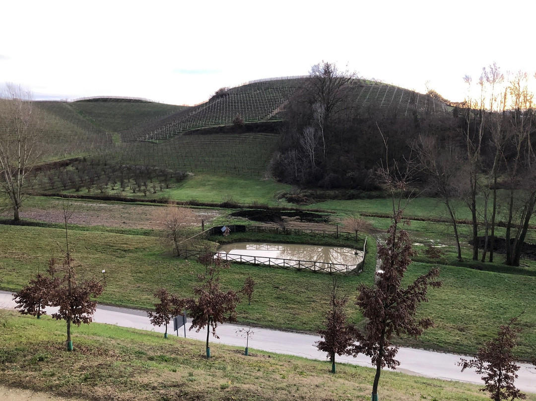 Azienda Agricola Negro Angelo & Figli景点图片