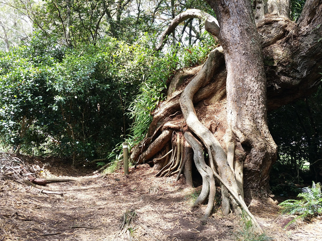 Tamarinaie Ravine Blanche景点图片