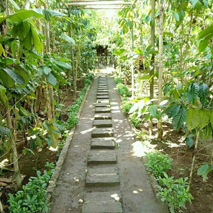 Jatiharum Luwak Coffee Plantation-Penebel必去景点