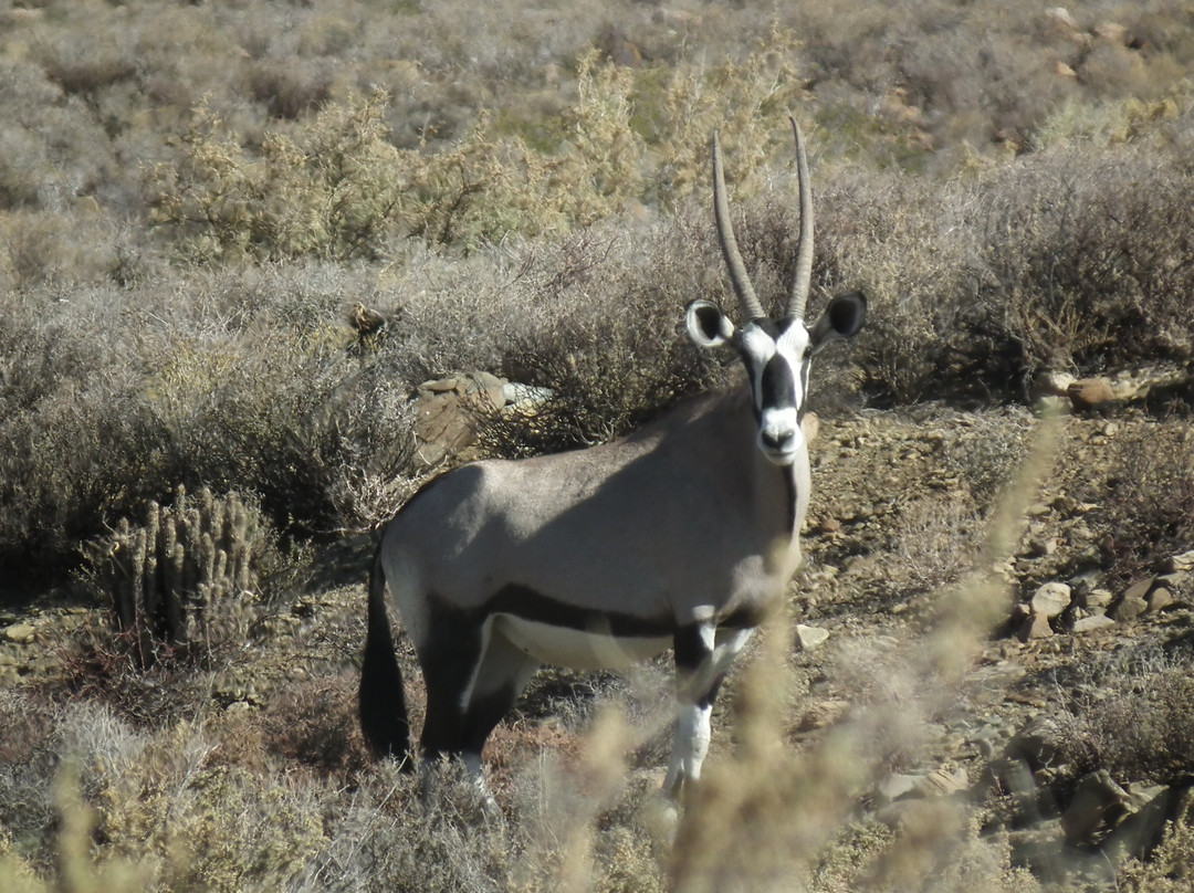 Tankwa Karoo National Park-Calvinia必去景点