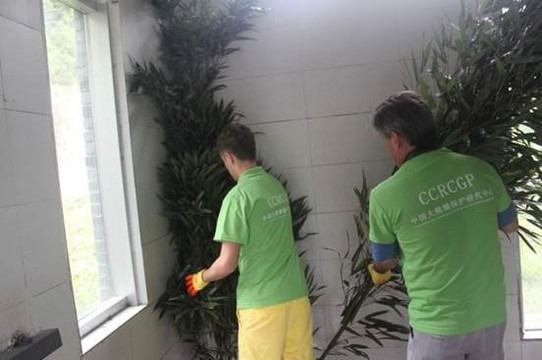 panda volunteering  and photo taking-都江堰市必去景点