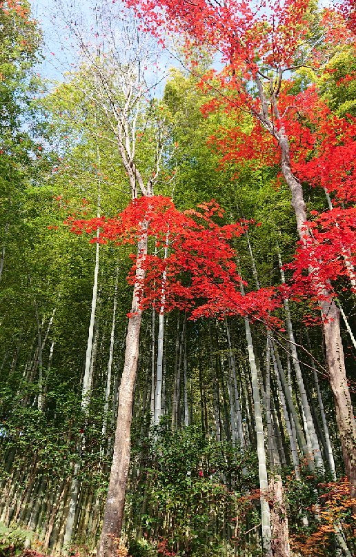 Kyorimbo Temple-近江八幡市必去景点