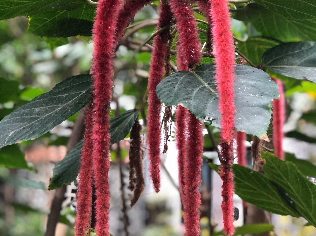 Huerto de las Flores景点图片