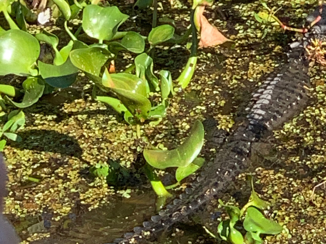 Cajun Critters Swamp Tour景点图片