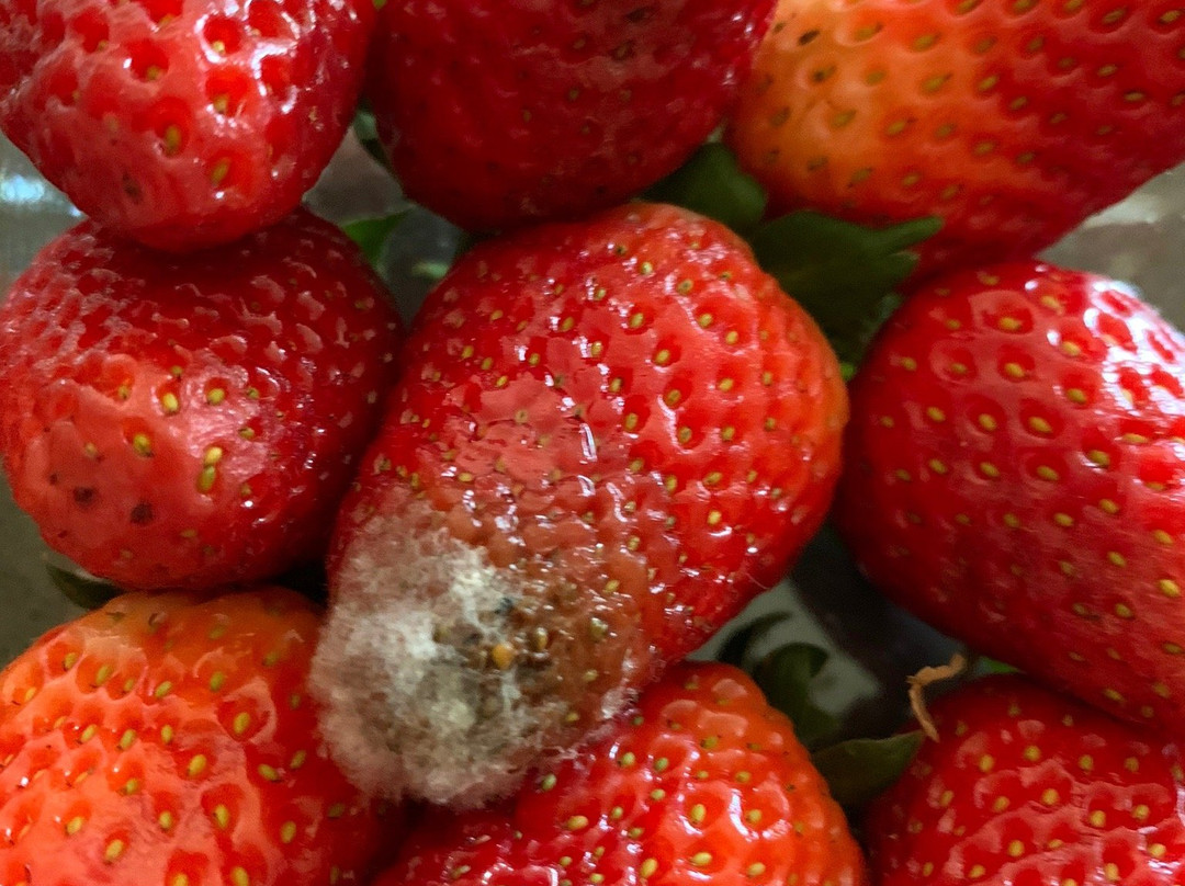 Camden Fruit Barn-Elderslie必去景点