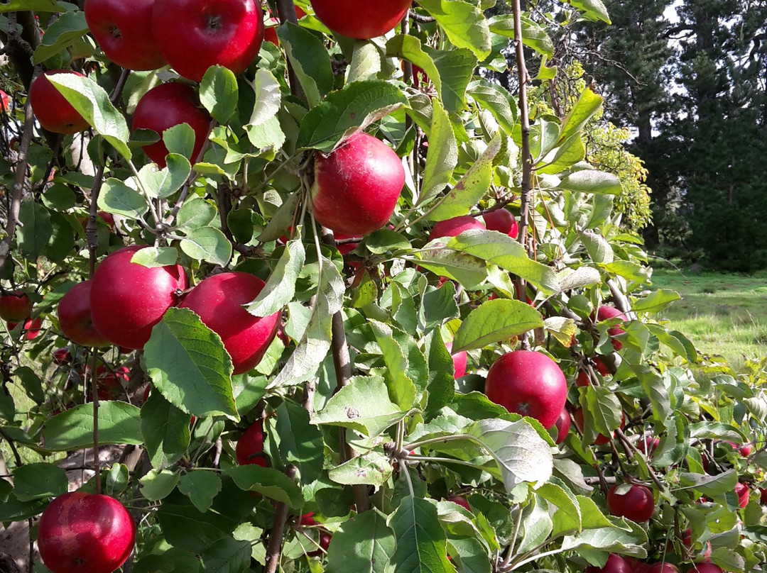Lomas Orchards-Wallington必去景点