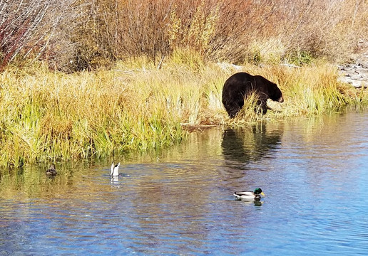 泰勒河游客中心-南太浩湖必去景点
