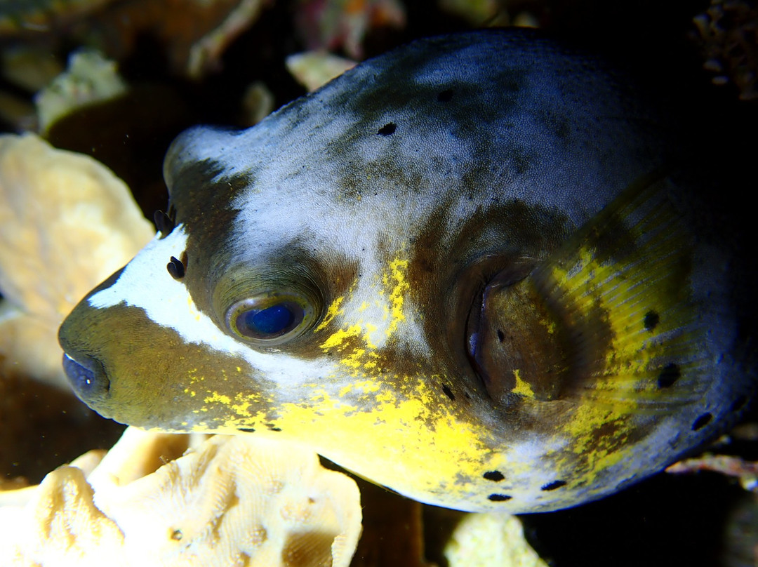 Johnnys Dive'n'fun-曼巴豪必去景点