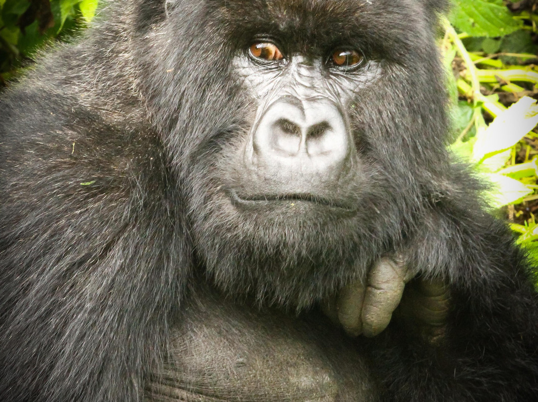Virunga National Park - Mount Nyiragongo & Mountain Gorilla Treks-Goma必去景点