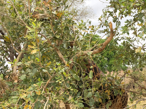 Natural Earth Safaris-霍德斯普鲁特必去景点