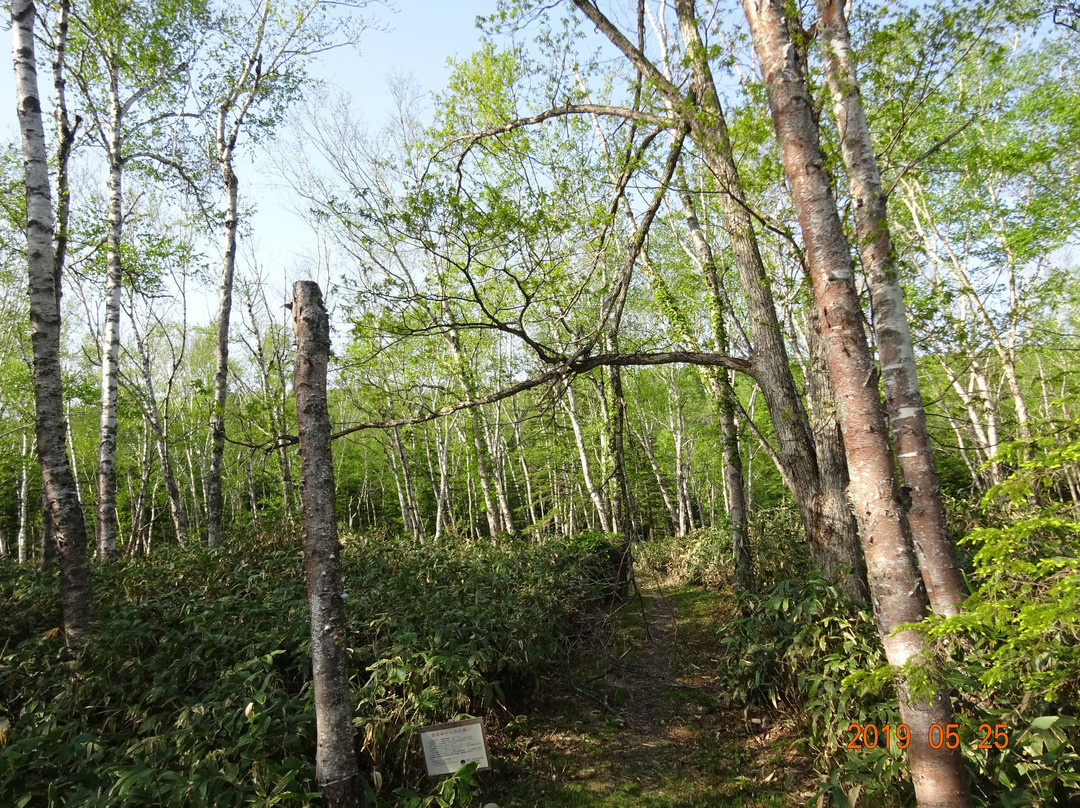 Shirakaba Road-美瑛町必去景点