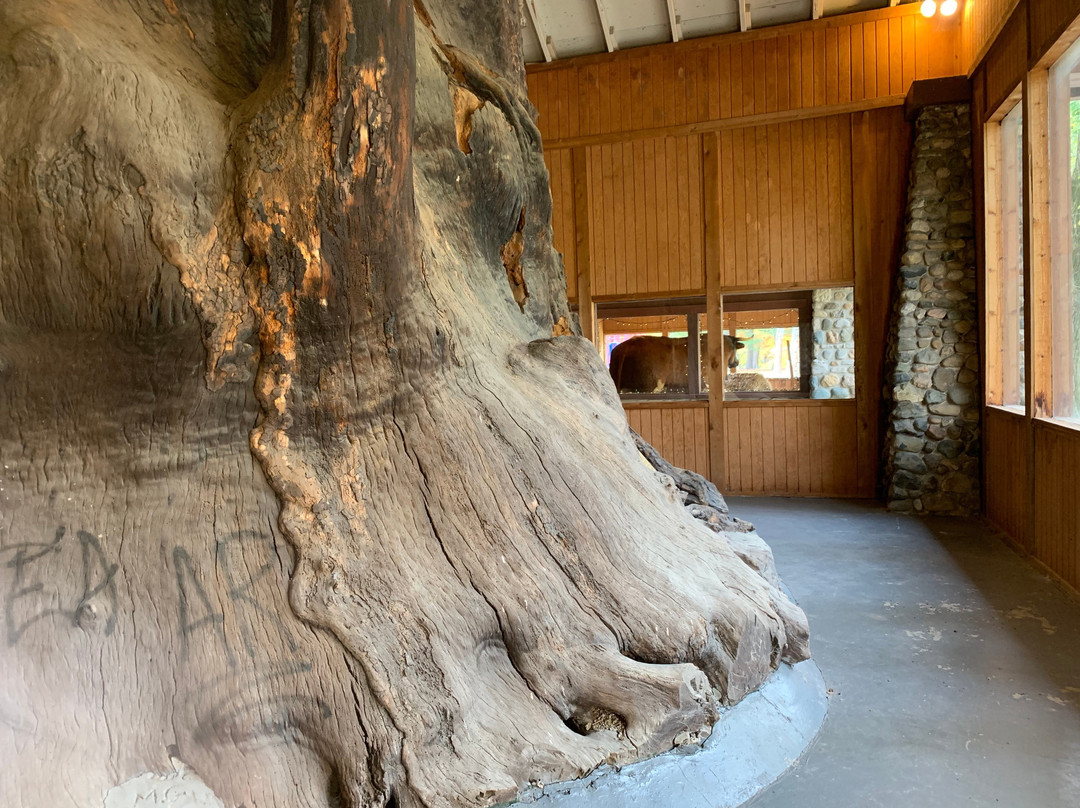 Old Ben - World's Largest Steer & Giant Sycamore Stump景点图片