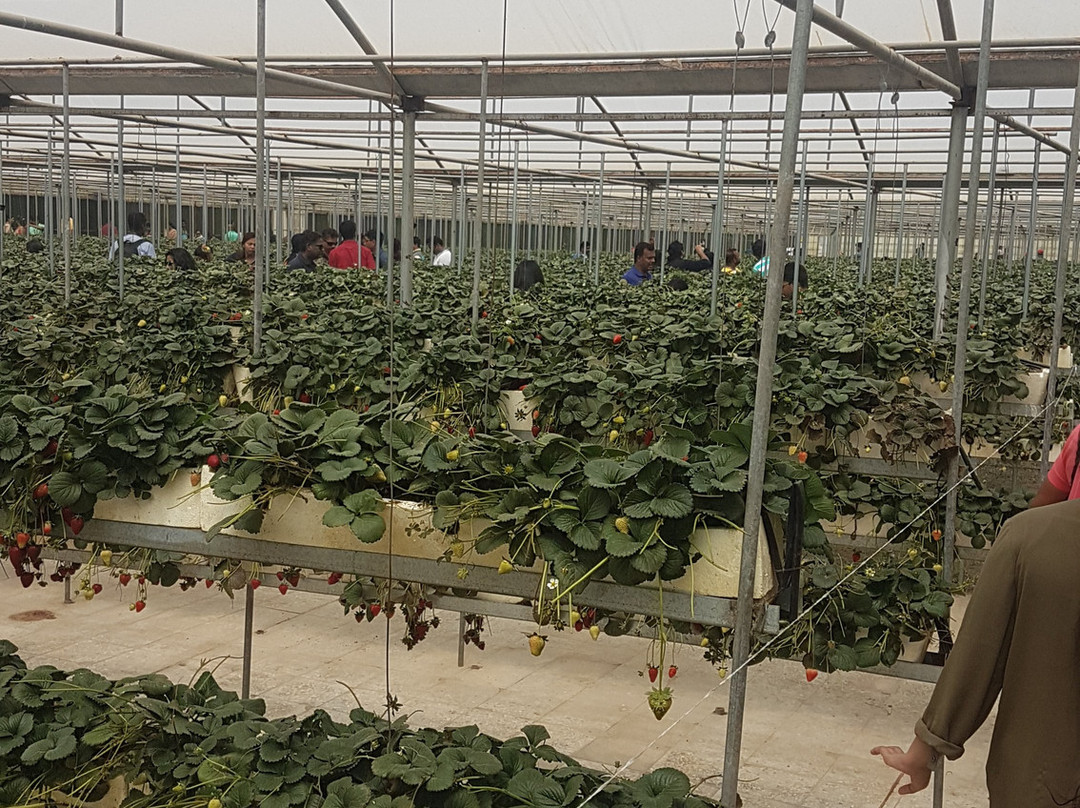 Albohayra Farm-Jahra必去景点