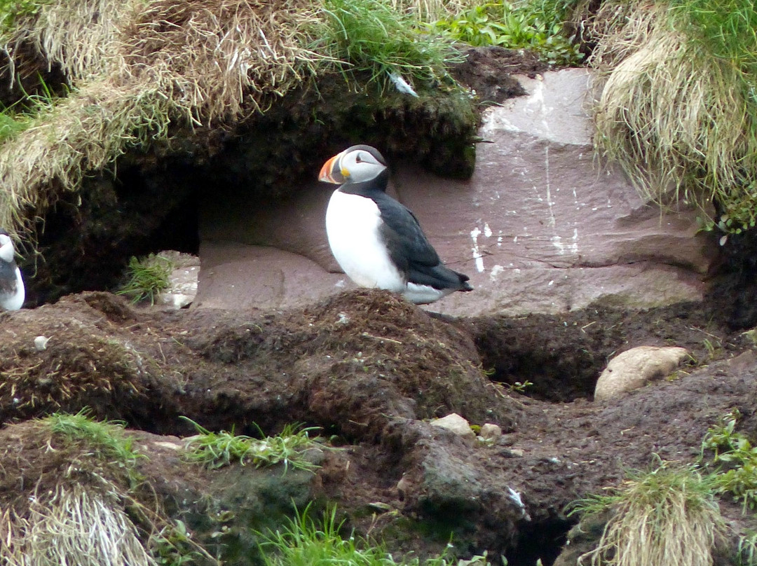 Molly Bawn Whale & Puffin Tours景点图片