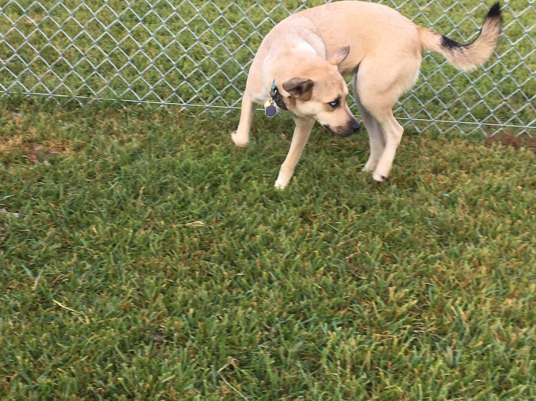 Clinton Dog Park景点图片
