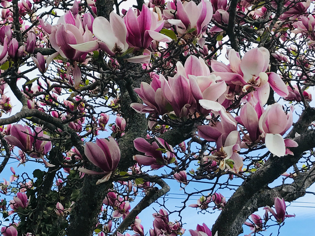 Prodigal Daughter Gourmet Lodge主图