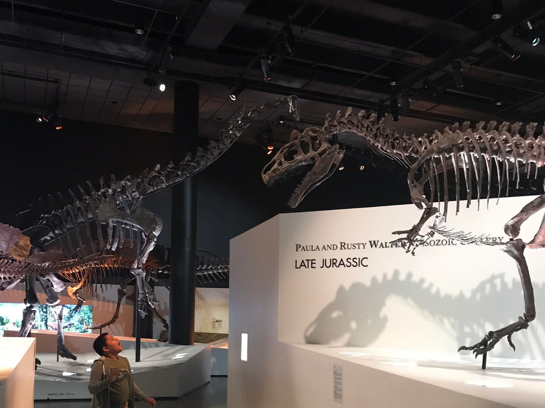 Houston Museum of Natural Science at Sugar Land景点图片