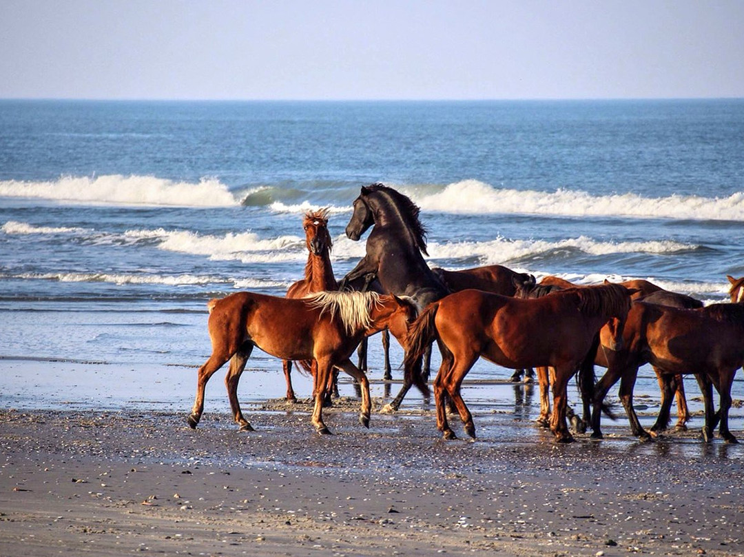 野马冒险之旅-卡罗拉必去景点