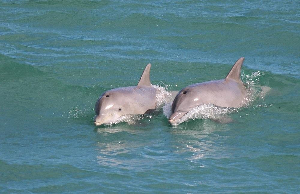 Safari Dolphin Tours